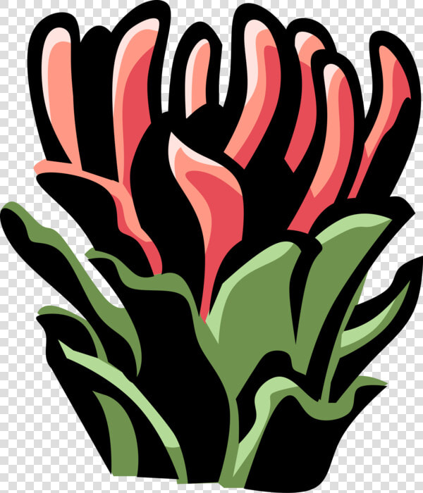 Vector Illustration Of Protea Botanical Horticulture  HD Png DownloadTransparent PNG