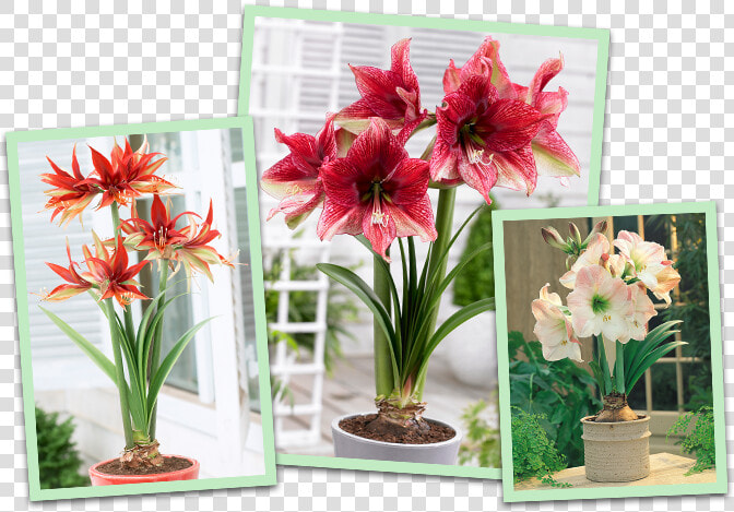 Amaryllis   Amaryllis Tosca  HD Png DownloadTransparent PNG