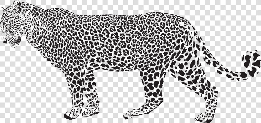 Snow Leopard Cheetah Clip   Leopard Black And White  HD Png DownloadTransparent PNG