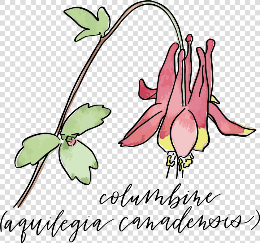 Transparent Columbine Png  Png DownloadTransparent PNG