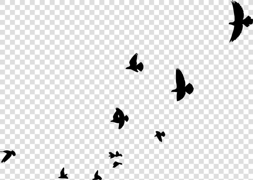 Pigeons And Doves  HD Png DownloadTransparent PNG