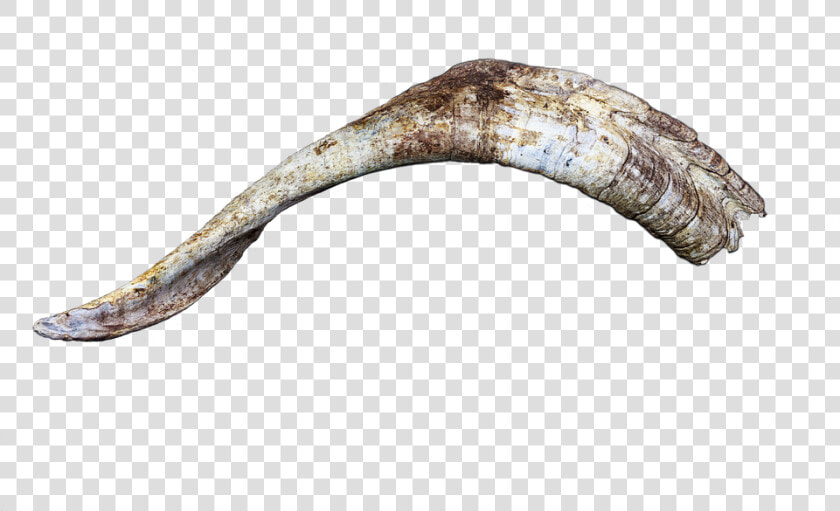 Horn  Horns  Bock  Goat  Billy Goat  Head  Isolated   Goat Horns Png  Transparent PngTransparent PNG