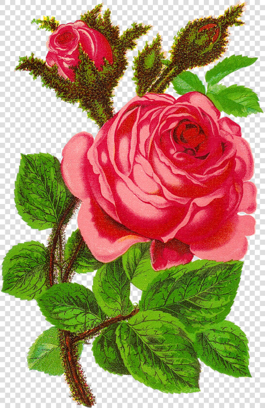 Rose Flower Clip Art Floral Craft Supply Digital Download   Rose Flower Pictures Download  HD Png DownloadTransparent PNG