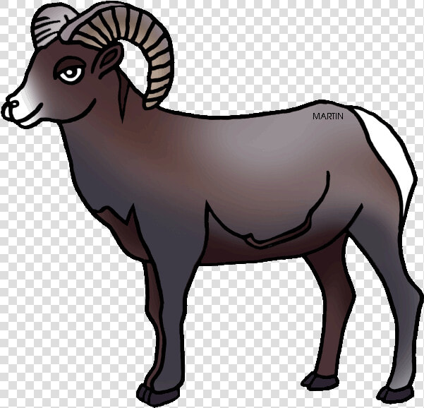 United States Clip Art By Phillip Martin  Colorado   Drawing Colorado Bighorn Sheep  HD Png DownloadTransparent PNG