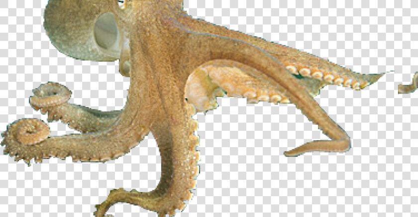 Octopus Png Free Download   Cephalopods Png  Transparent PngTransparent PNG