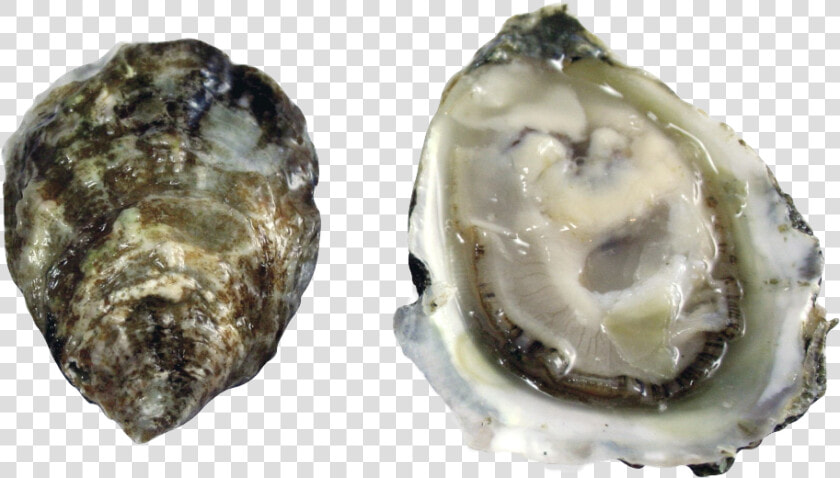 Olympia Oyster  HD Png DownloadTransparent PNG