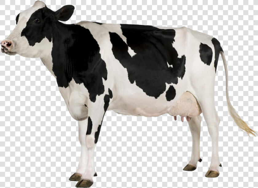 Black And White Cow Png   Cow With White Background  Transparent PngTransparent PNG