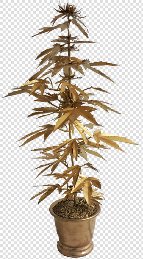 000canig   Houseplant  HD Png DownloadTransparent PNG