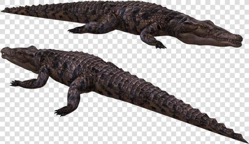 Crocodile Free Png Transparent Background Images Free   Cá Sấu Sông Nin  Png DownloadTransparent PNG