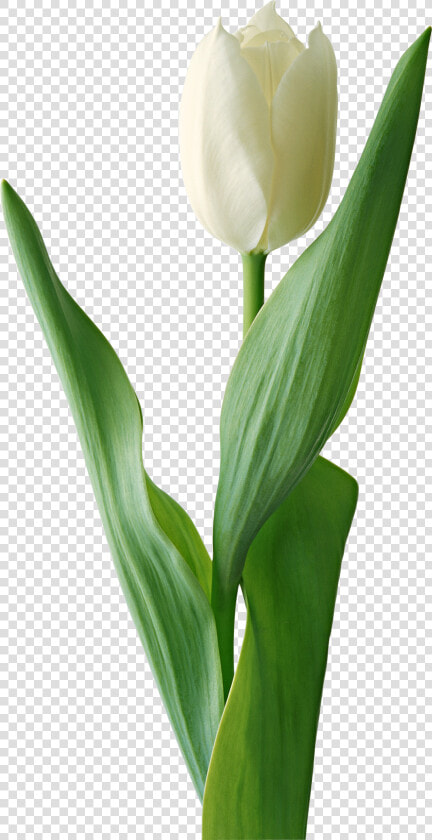 Transparent Tulips Png   White Tulip Flower Png  Png DownloadTransparent PNG