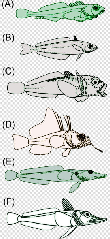 Antartic Fish   Peces De La Antartida  HD Png DownloadTransparent PNG