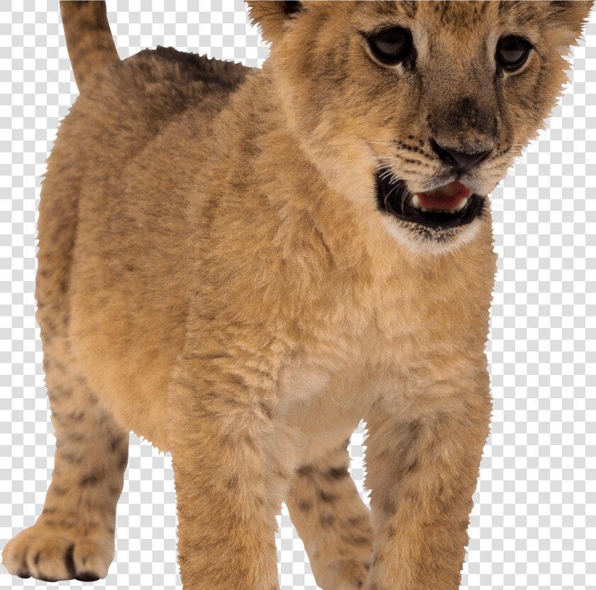 Lion Png  baby Lion Png   Baby Lion No Background  Transparent PngTransparent PNG