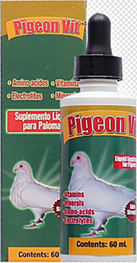 Transparent Pigeons Png   Rock Dove  Png DownloadTransparent PNG