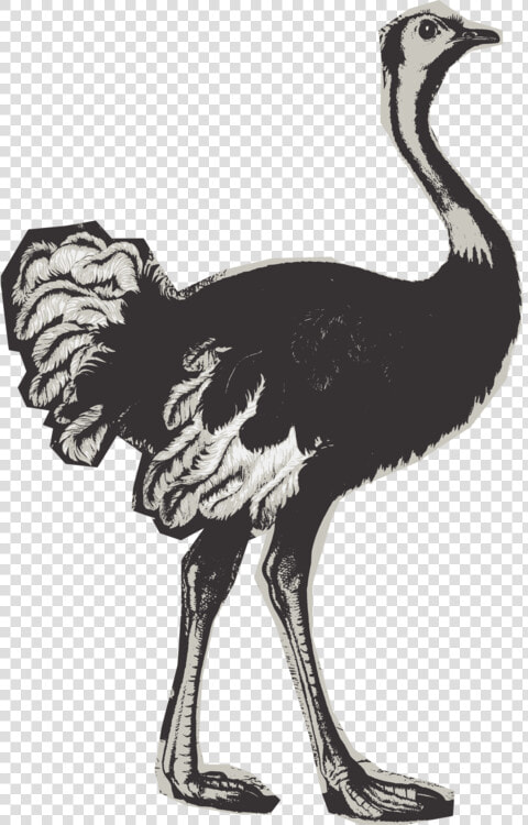 Flightless Bird cranelike Bird animal Figure   Ostrich  HD Png DownloadTransparent PNG