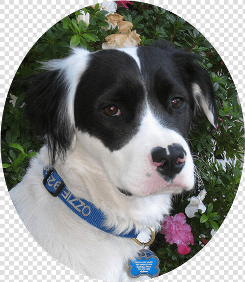 Ozzie Beautiful Boy For Website  HD Png DownloadTransparent PNG