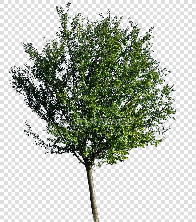 Arbol De Neem Png  Transparent PngTransparent PNG