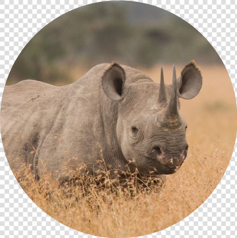 Black Rhinoceros  HD Png DownloadTransparent PNG