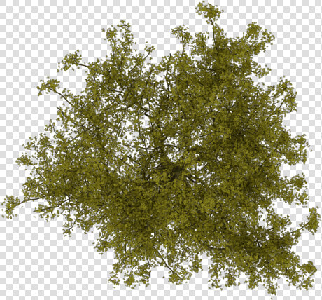 Arboles En Planta Png  Transparent PngTransparent PNG