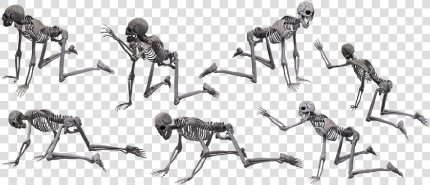 Skeleton  Skull  Halloween  Human  Isolated  Scary   Human Skeleton Crawling  HD Png DownloadTransparent PNG