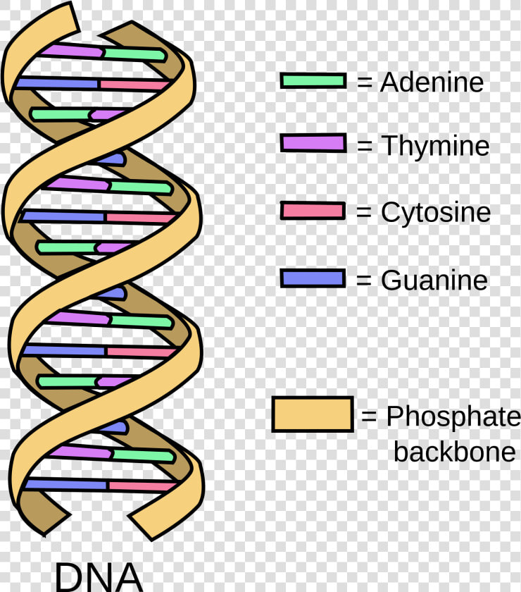 Storing Genetic Information Biology   Strand Of Dna  HD Png DownloadTransparent PNG