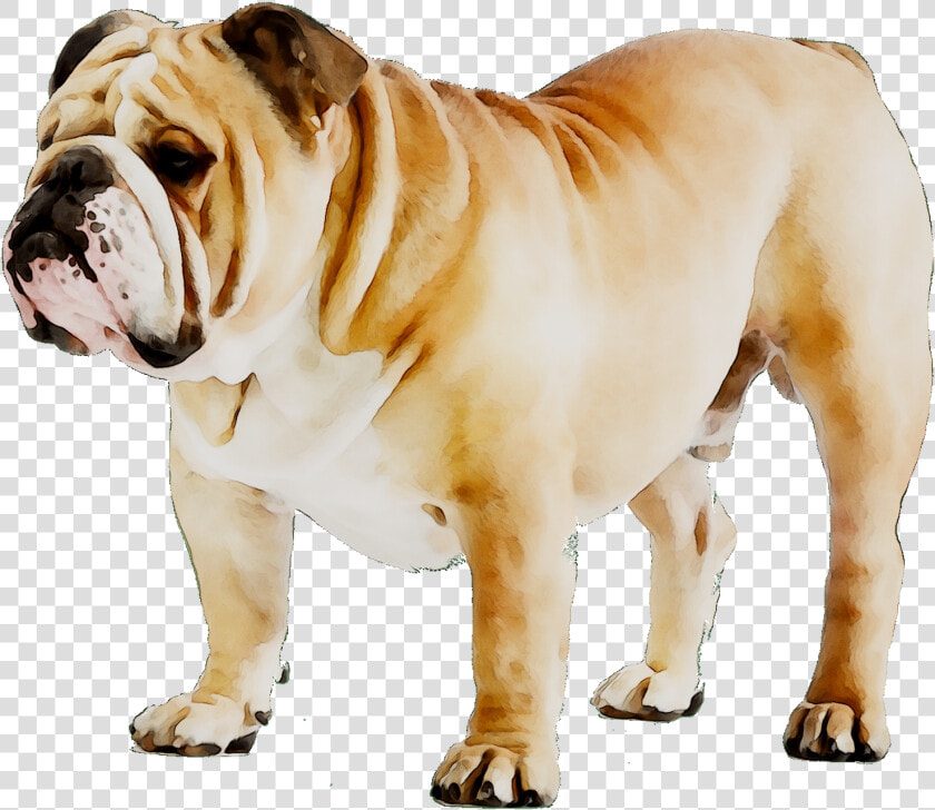 French Bulldog Puppy Dog Breed American Bulldog   Bulldog Ingles  HD Png DownloadTransparent PNG