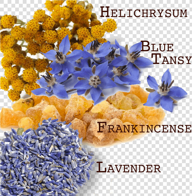 Bruise Blend Essential Oils   Hydrangea  HD Png DownloadTransparent PNG