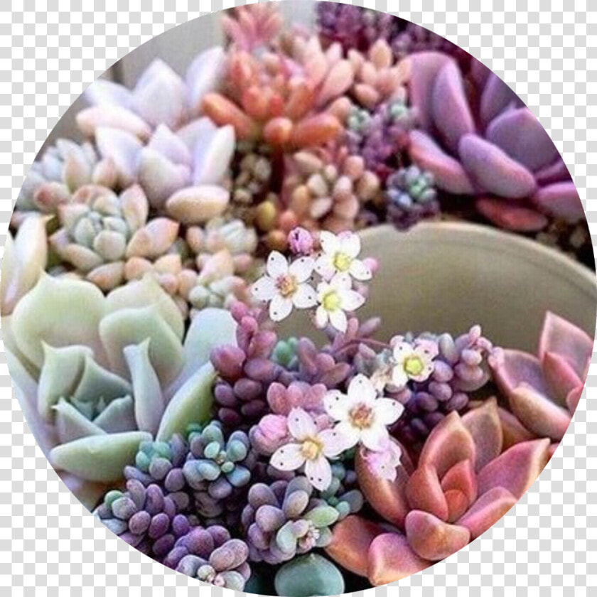 What Would You Guys Like To See More Of Face Reveal   Succulent Plant  HD Png DownloadTransparent PNG