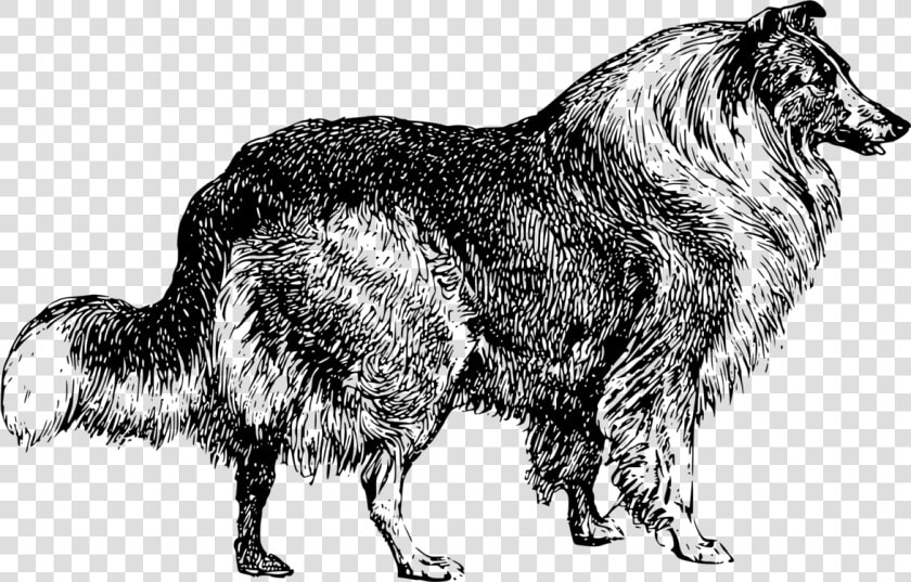 Line Art wildlife tail   Collie Dog Clip Art Black And White  HD Png DownloadTransparent PNG