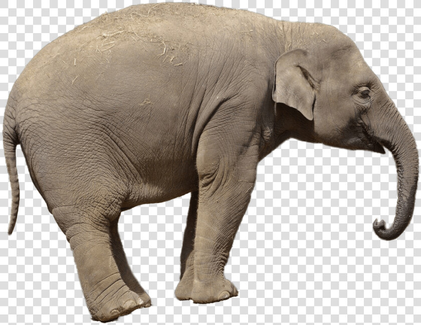 Download Free Elephant Png Transparent Images Transparent   Asian Elephant Transparent Background  Png DownloadTransparent PNG