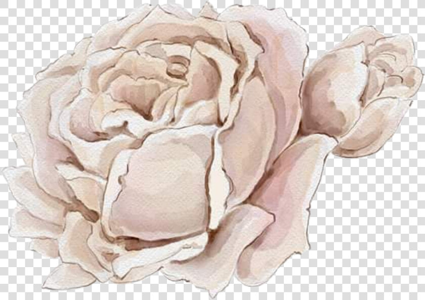  watercolor  roses  flowers  floral  png  white   Hybrid Tea Rose  Transparent PngTransparent PNG