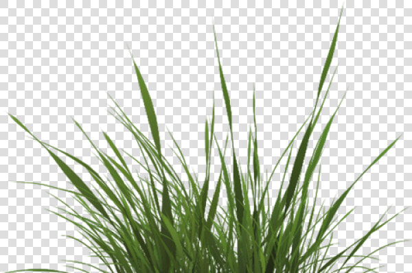 Drawn Texture Grass   Transparent Grass Png Texture  Png DownloadTransparent PNG