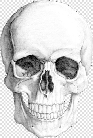 Skull02 Copy   Kuru Kafa Çizimi Karakalem  HD Png DownloadTransparent PNG