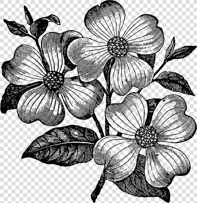 Dogwood Flower Clip Art  HD Png DownloadTransparent PNG