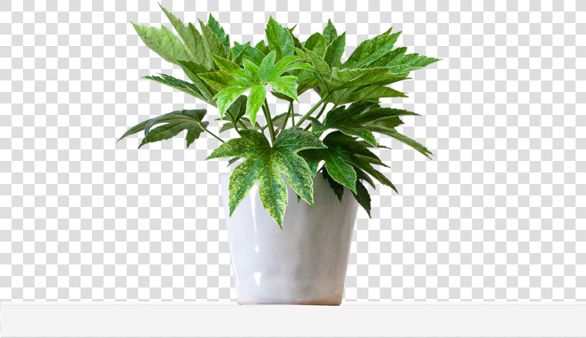 Large   Mottled   Flowerpot  HD Png DownloadTransparent PNG