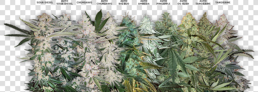 Bg Weed Strain   Png Download   Bulk Seeds Sour Diesel  Transparent PngTransparent PNG