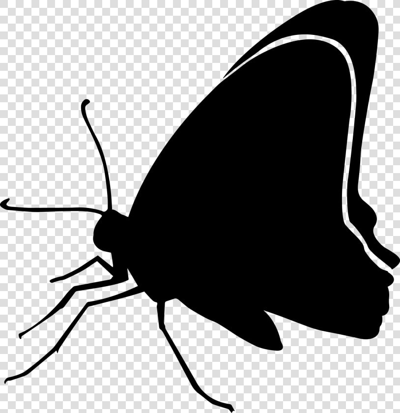 15   Black Butterfly Clip Art Silhouette Image   Butterfly  HD Png DownloadTransparent PNG