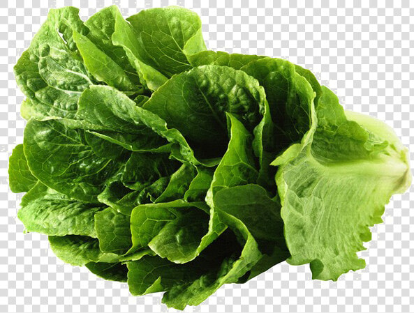 Lettuce Png 3 » Png Image   Lettuce Png  Transparent PngTransparent PNG