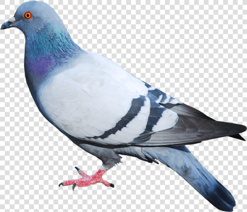 Pigeon Png Image   Pigeon Png  Transparent PngTransparent PNG