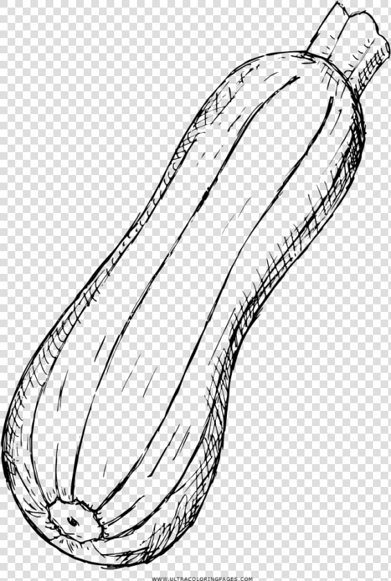 Zucchini Coloring Page  HD Png DownloadTransparent PNG