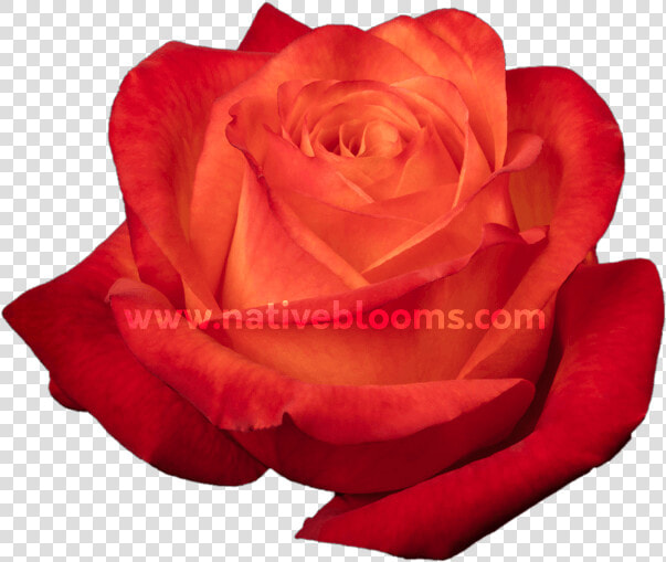 High  amp  Intenzz Roses   Floribunda  HD Png DownloadTransparent PNG