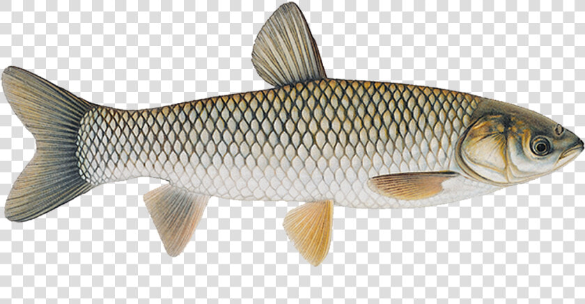 Grass Carp Fish Diagram  HD Png DownloadTransparent PNG