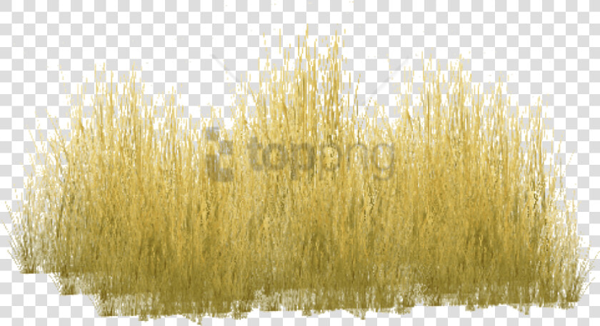 Transparent Long Grass Clipart   Yellow Long Grass Png  Png DownloadTransparent PNG