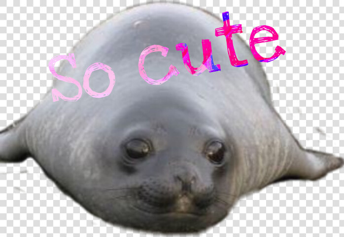 Transparent Elephant Seal Png   Baby Elephant Seal  Png DownloadTransparent PNG