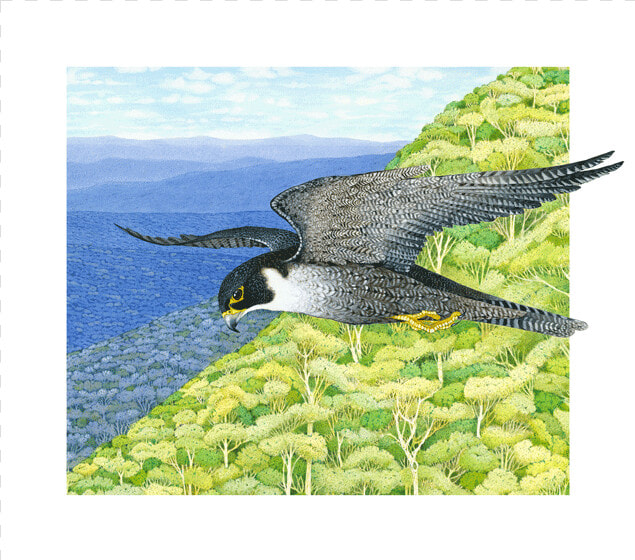 Image Of Peregrine Falcon   Osprey  HD Png DownloadTransparent PNG