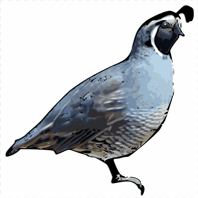 Quail Clip Art  HD Png DownloadTransparent PNG