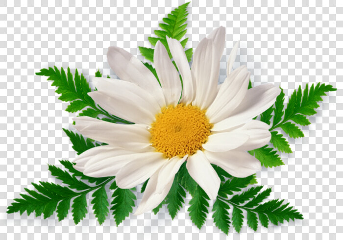 Summer Flowers Png   Chamomile Png  Transparent PngTransparent PNG