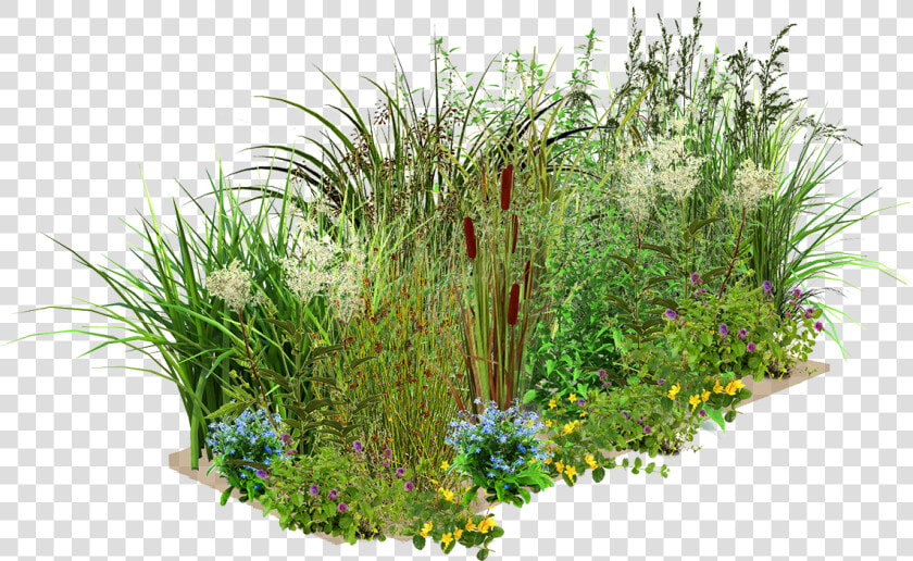 Layer One   Wetland Plants Png  Transparent PngTransparent PNG