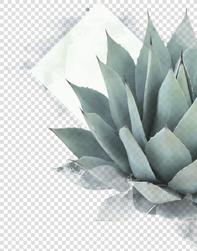 Aloe Drawing Maguey Plant   Blue Agave Plant Png  Transparent PngTransparent PNG