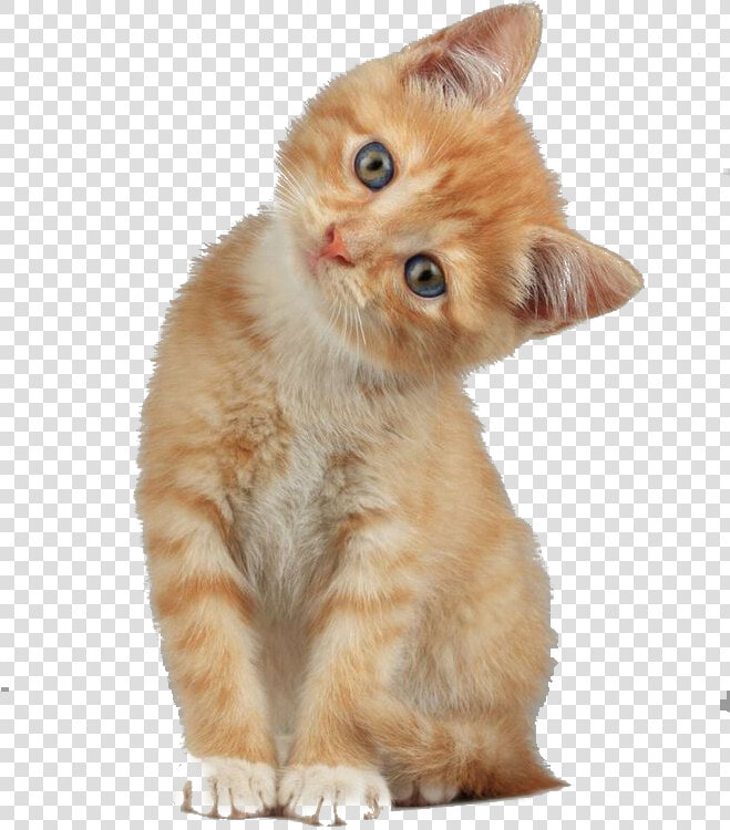 Scottish Fold Munchkin Cat Kitten Dog   Cat With Head Tilted  HD Png DownloadTransparent PNG