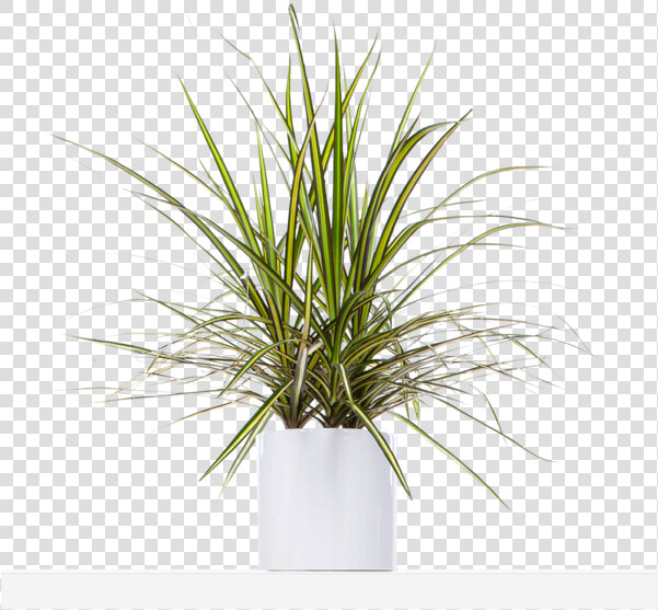 Yucca Plant Png  Transparent PngTransparent PNG